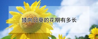 矮向日葵的花期有多长,第1图