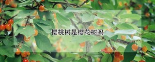 樱桃树是樱花树吗,第1图