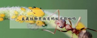 盆栽植物里面有蚂蚁有影响吗,第1图