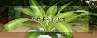 巴西木能长多大,第1图