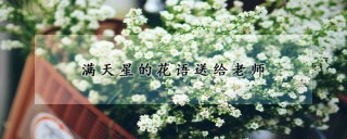 满天星的花语送给老师,第1图