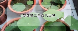 碗莲第二年自己出吗,第1图