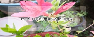 映山红下山桩的种植方法和注意事项,第1图