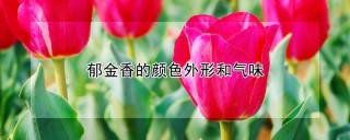 郁金香的颜色外形和气味,第1图