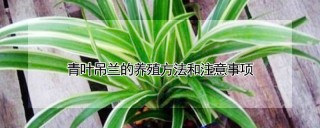 青叶吊兰的养殖方法和注意事项,第1图