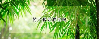 竹子根能种活吗,第1图