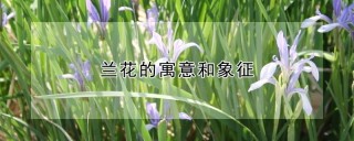 兰花的寓意和象征,第1图