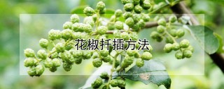 花椒扦插方法,第1图