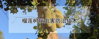 榴莲树病虫害防治技术,第1图