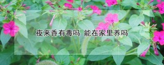 夜来香有毒吗 能在家里养吗,第1图