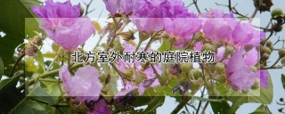 北方室外耐寒的庭院植物,第1图