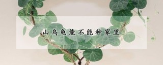 山乌龟能不能种家里,第1图