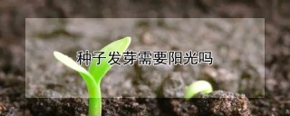 种子发芽需要阳光吗,第1图