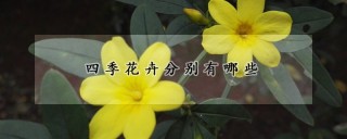 四季花卉分别有哪些,第1图