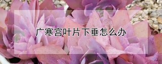 广寒宫叶片下垂怎么办,第1图