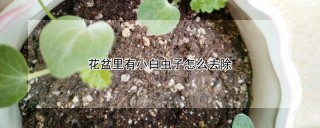 花盆里有小白虫子怎么去除,第1图