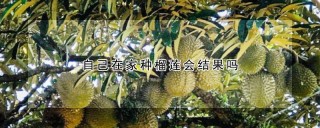 自己在家种榴莲会结果吗,第1图