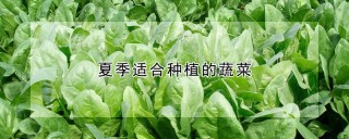 夏季适合种植的蔬菜,第1图