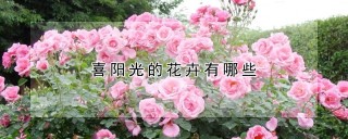 喜阳光的花卉有哪些,第1图