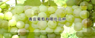 青皮葡萄有哪些品种,第1图