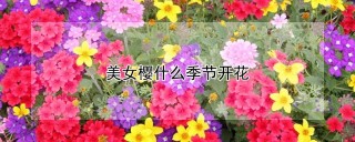 美女樱什么季节开花,第1图