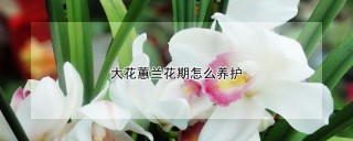 大花蕙兰花期怎么养护,第1图