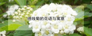 绣线菊的花语与寓意,第1图