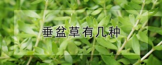 垂盆草有几种,第1图