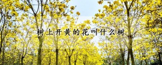 树上开黄的花叫什么树,第1图