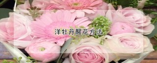 洋牡丹醒花方法,第1图