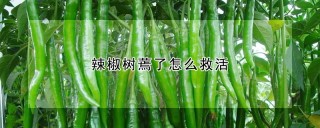 辣椒树蔫了怎么救活,第1图