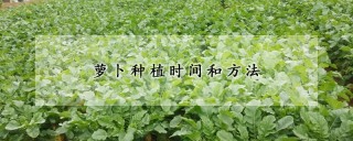 萝卜种植时间和方法,第1图