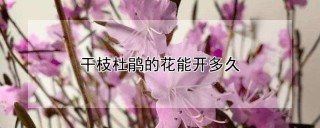 干枝杜鹃的花能开多久,第1图