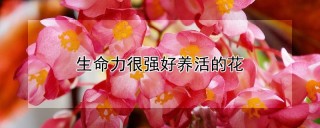 生命力很强好养活的花,第1图