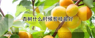 杏树什么时候剪枝最好,第1图