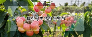 樱桃夏季修剪怎样剪,第1图