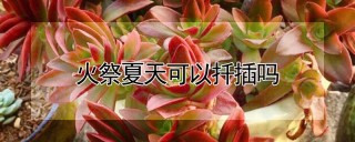 火祭夏天可以扦插吗,第1图