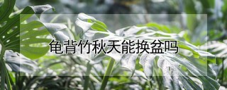 龟背竹秋天能换盆吗,第1图