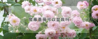 爬藤蔷薇可以盆栽吗,第1图