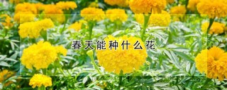 春天能种什么花,第1图