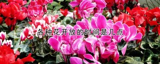 各种花开放的时间是几点,第1图