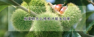 板栗树怎么修剪才能多结果,第1图