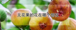 无花果的花在哪个部位,第1图