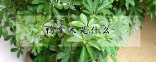 鸭掌木是什么,第1图