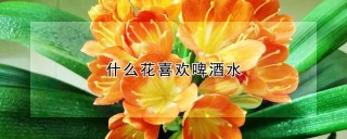 什么花喜欢啤酒水,第1图