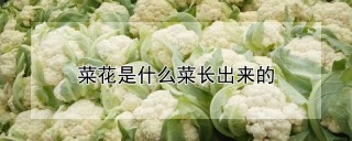 菜花是什么菜长出来的,第1图