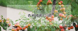 杏树修剪口诀,第1图