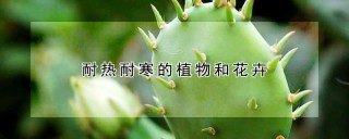 耐热耐寒的植物和花卉,第1图