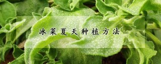 冰菜夏天种植方法,第1图