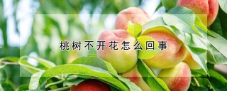 桃树不开花怎么回事,第1图